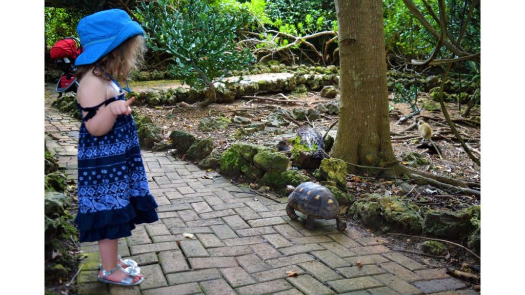 Girl in dress looking at turtle walking down pathway