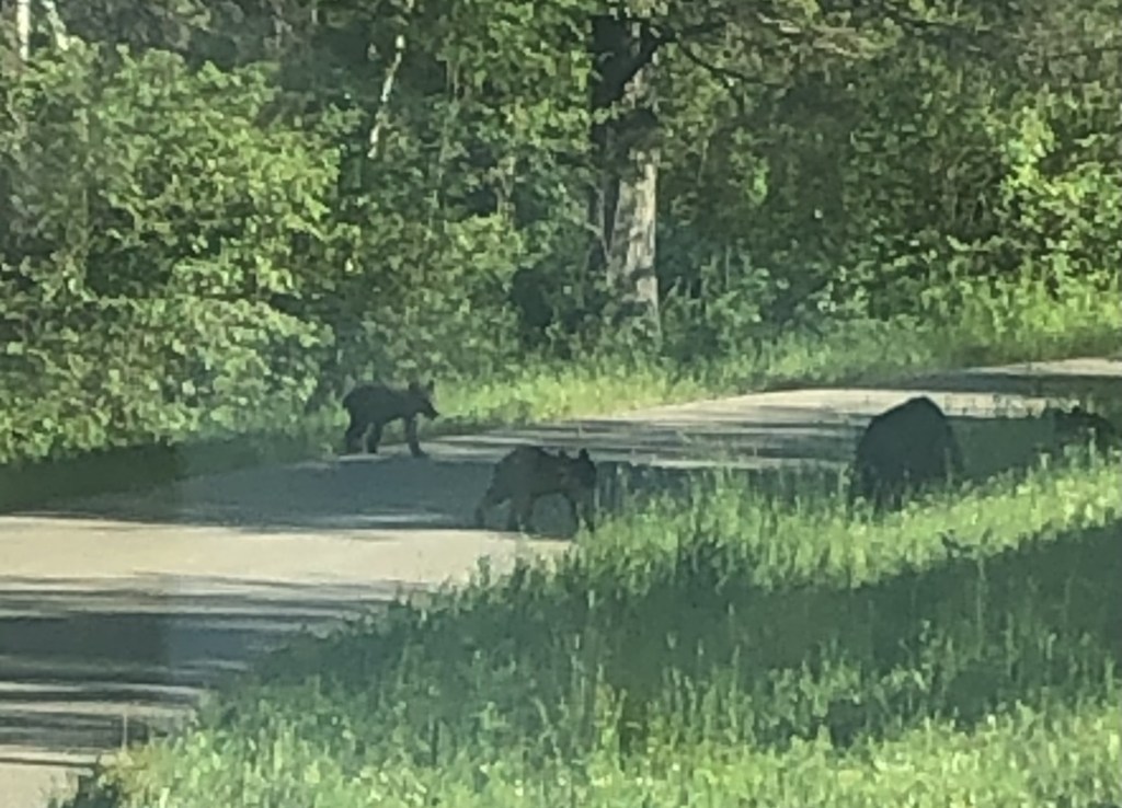 Bears on Dirt Road