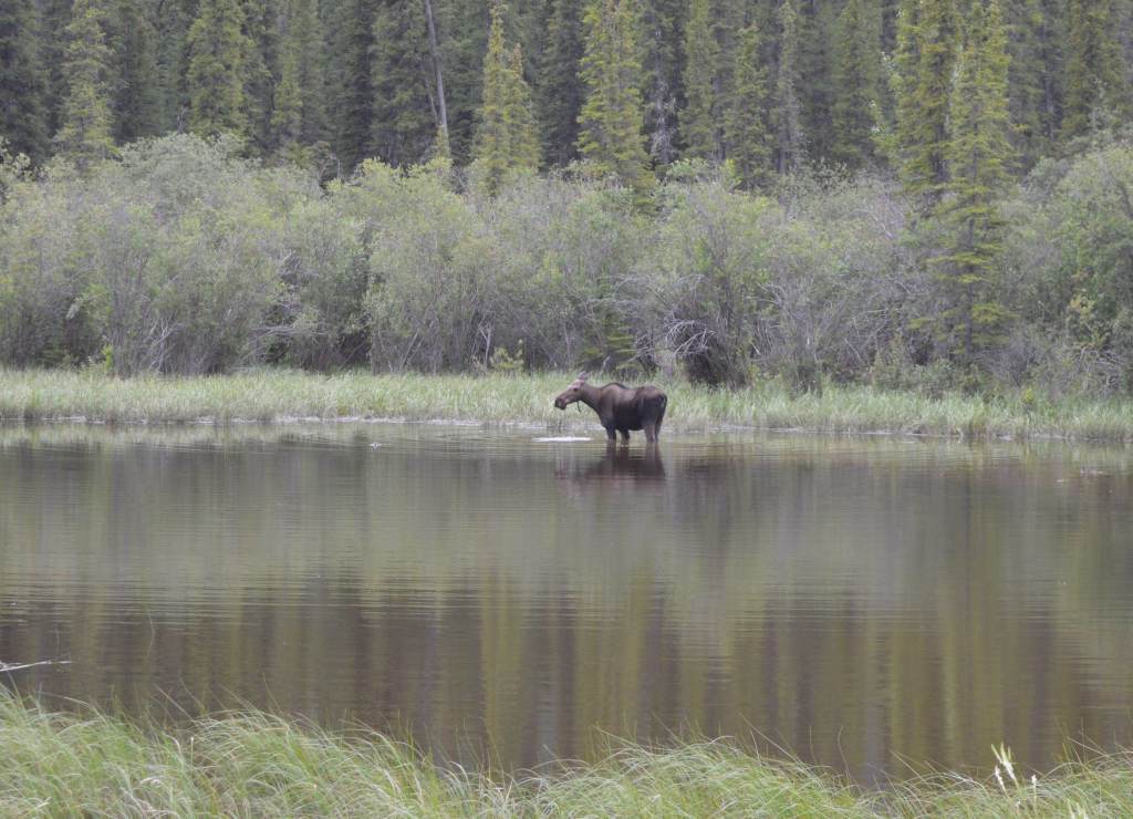Moose feeding in marsh