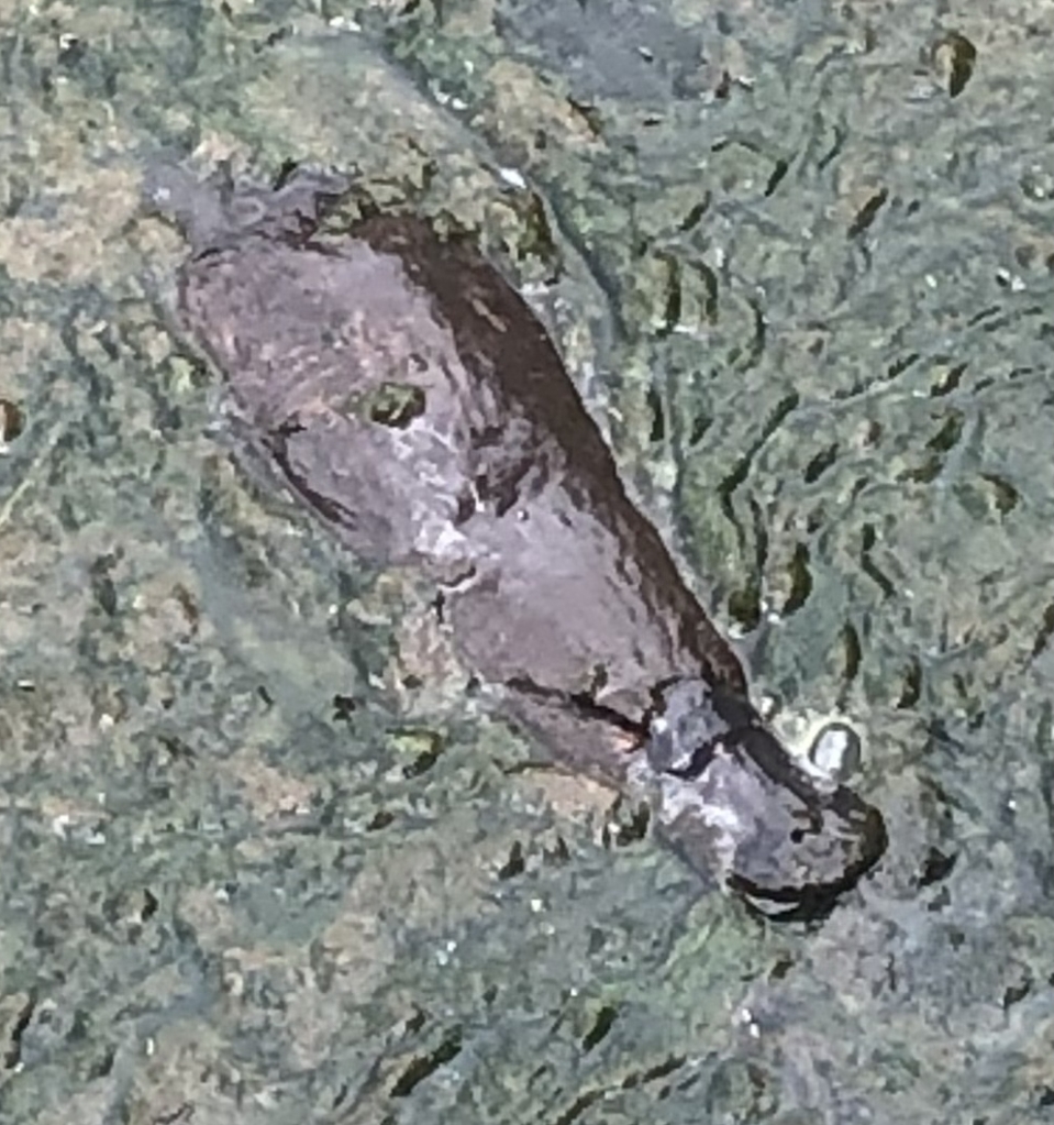 platypus swimming in mucky water