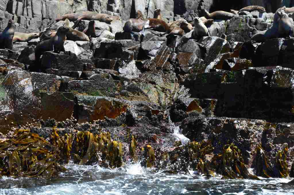 Group of Seals on the rocks at ocean edge
