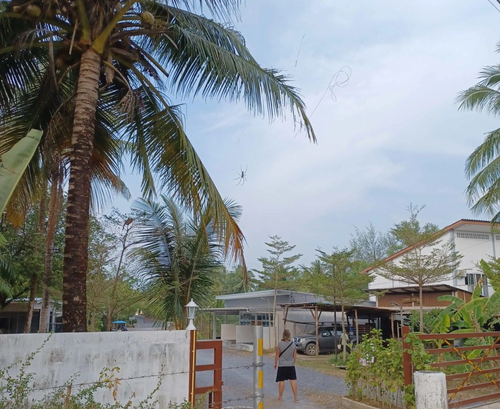 Large Spider hanging from palm tree